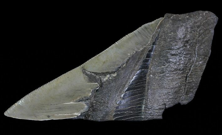 Fossil Megalodon Tooth Paper Weight #66210